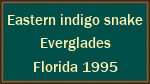 Eastern indigo snake  Everglades  Florida 1995