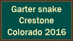 Garter snake  Crestone  Colorado 2016