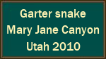 Garter snake  Mary Jane Canyon  Utah 2010