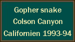 Gopher snake  Colson Canyon  Californien 1993-94