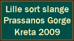 Lille sort slange  Prassanos Gorge  Kreta 2009