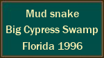 Mud snake  Big Cypress Swamp  Florida 1996