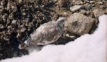 Vi er på vej til Mt. Bross, vores anden 14er, og undervejs ser vi en flot 'white-tailed ptarmigan', som er ved at skifte fra sommer til vinter fjerdragt. Vi er på vej til Mt. Bross, vores anden 14er, og undervejs ser vi en flot 'white-tailed ptarmigan', som er ved at skifte fra sommer til vinter fjerdragt.