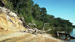 I Edisto Beach State Park går jeg en tur på 'Indian Mound Trail' (alias 'Spanish Mount Trail'), som fører til en indiansk køkkenmødding. Den skulle være 4000 år gammel.