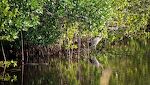 Ved Mrazek Pond ser jeg en alligator snige sig hen mod en hejre. Det har jeg set før, men det lykkes aldrig at overraske den årvågne hejre.
