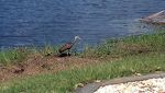 En 'limpkin', set ved W. P. Franklin Campground.