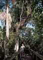 Jeg står ved USAs største nulevende mahognitræ, som kan ses på Mahogany Hammock Trail i Everglades NP.