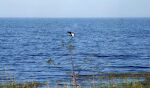 På mine gåture på diget langs Lake Okeechobee ser jeg mange fiskeørne ('ospreys') som den på billedet.
