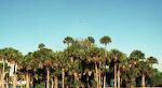 Der er mange fiskeørne ('ospreys') i Florida. Her flyver der én over palmerne i Manatee Hammock Park nær Titusville.