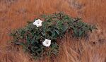Den eneste blomstrende plante på Carrizo Plain på dette tidspunkt er 'Jimson Weed' eller 'Datura'.