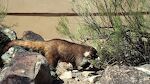 En 'coati' eller 'coatimundi' er et sjældent set dyr, der lever i ørkenen omkring Tucson, som er en del af 'the Sonoran desert', en ørken på 6 gange Danmarks areal.