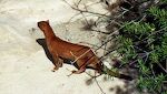 Her ses en 'jaguarundi', som er blevet rapporteret set i det sydlige Arizona, men den er meget sjælden.