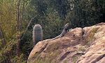 Et uidentificeret firben i Arizona Sonora Desert Museum.