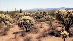 På vej fra Tucson til Why kører jeg igennem et område med mange 'cholla' kaktus, ørkenens værste kaktus for en vandrer.