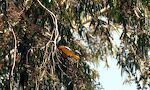 En 'northern oriole' i eucalyptus træet, hvor de bygger imponerende hængende reder.