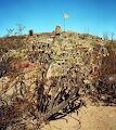 'Tree cholla' kaktus med gule frugter i Pancho Villa State Park.