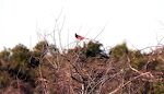 En 'northern cardinal' i Aransas National Wildlife Refuge.
