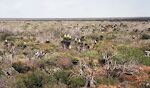 Blomstrende 'dagger yucca' i Adolph Thomae Jr. County Park, som ligger i Laguna Atascosa National Wildlife Refuge, Texas.