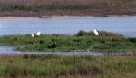 For jer amatørornitologer: Til højre ses en 'reddish egret in its white phase'. Set fra South Padre Island Nature Trail.