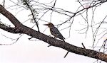 En 'golden-fronted woodpecker' i Santa Ana National Wildlife Refuge. [Jeg gik omkring Willow Lake og Pintail Lake, som kaldes North Lake og East Lake på Google Maps/Earth.]