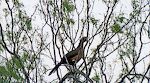 En 'chachalaca' i Bentsen-Rio Grande State Park, som er et mekka for fugleinteresserede.