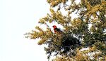 En 'Altamira oriole', som I USA kun findes i syd-Texas, i en blomstrende 'black brush' ved Falcon State Park.