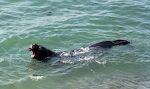 En voksen søelefant med en udpræget 'snabel'. En voksen søelefant med en udpræget 'snabel'.