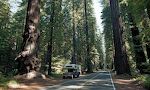 Indtryk fra 'Avenue of the Giants' i Humboldt Redwoods State Park. Indtryk fra 'Avenue of the Giants' i Humboldt Redwoods State Park.