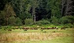 Jeg tager en afstikker til Dean Creek Elk Viewing Area, som ligger langs Umpqua River kun 3 miles fra Reedsport. 'Elks' er ikke elge, men derimod kronhjorte. I USA kaldes de også 'wapitis'. Jeg tager en afstikker til Dean Creek Elk Viewing Area, som ligger langs Umpqua River kun 3 miles fra Reedsport. 'Elks' er ikke elge, men derimod kronhjorte. I USA kaldes de også 'wapitis'.