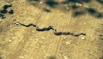 En 'gopher snake' (ufarlig) i Colson Canyon.