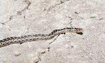 En gopher snake (ufarlig).