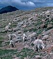 Bjerggeder på Mt. Evans. Bjerggeder på Mt. Evans.