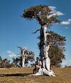 Vi går ned på en mere nordlig rute via den såkaldte 'Windy Ridge', hvor der står nogle gamle 'bristlecone pines', der minder os om træerne i 'the Ancient Bristlecone Pine Forest' i Californien. Vi går ned på en mere nordlig rute via den såkaldte 'Windy Ridge', hvor der står nogle gamle 'bristlecone pines', der minder os om træerne i 'the Ancient Bristlecone Pine Forest' i Californien.