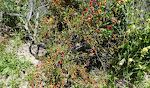 En 'red bush monkeyflower' langs stien. Vi så en af samme slags på vores tur i Daley Ranch i november 2021. En 'red bush monkeyflower' langs stien. Vi så en af samme slags på vores tur i Daley Ranch i november 2021.