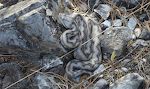 Undervejs får jeg øje på en slange. Efter opslag på internettet mener jeg, det er en 'vipera latastei' (alias 'víbora hocicuda'), som er den mest almindelige giftslange i Spanien.