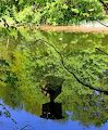 Ved søen over for Brønderslev Kommunes naturskole Lunken, hvor vi også var den 16/4, skræmmer vi en andrik ud af sin rede, da vi går forbi.
