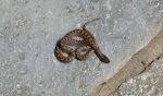 Da Gunhild fjerner planter og sten fra 'hylden', kommer der en lille slange til syne. Vi mener, det er en 'San Diego nightsnake'. De er giftige, men ikke farlige for mennesker.