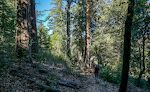 Vi går først på 'Cedar Trail', som går igennem en skov med mange cedertræer.