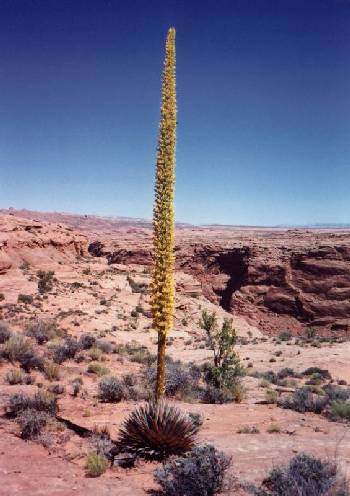 Agave