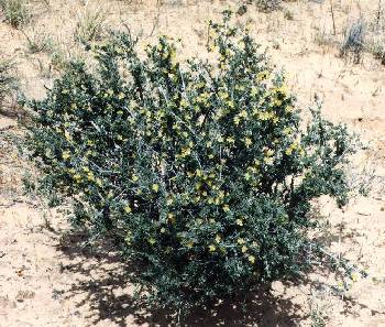 Blackbrush