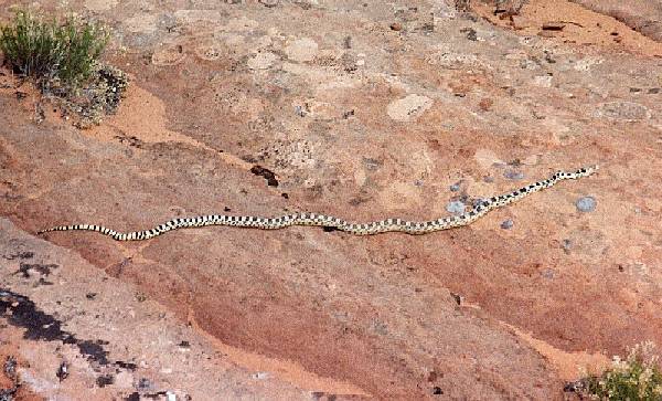 Bull Snake (= Gopher Snake)