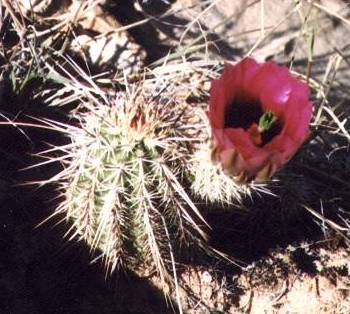 Claret Cup #1