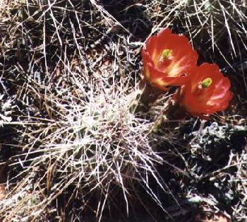 Claret Cup #2
