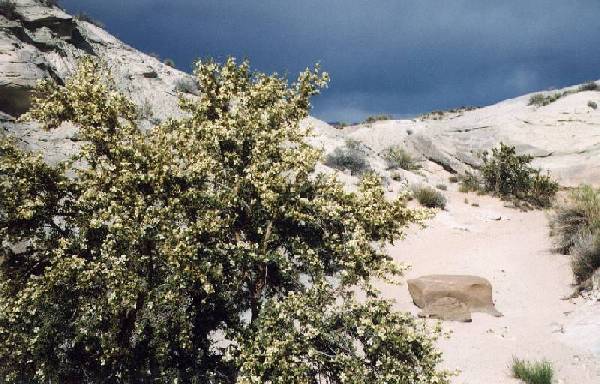 Cliffrose