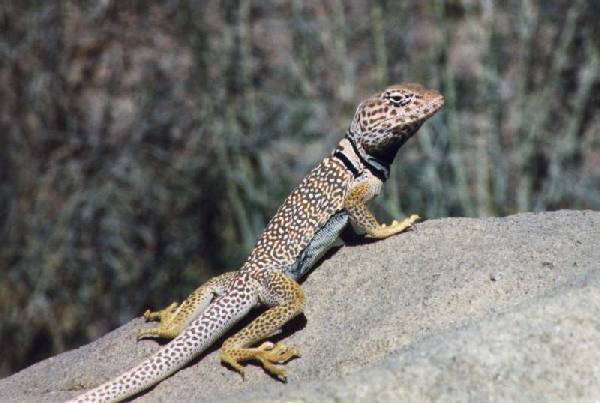 Collared.jpg (37120 bytes)