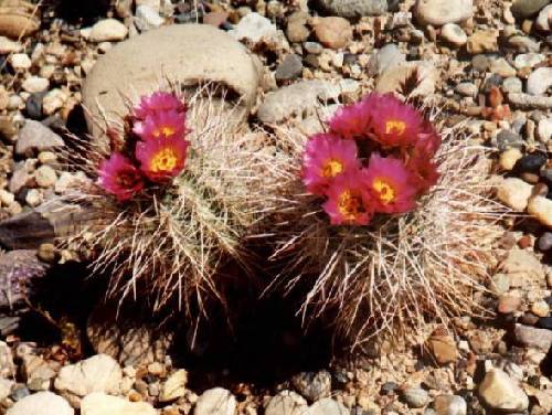 Hedgehog Cactus