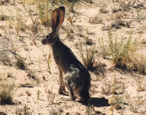 Jackrabbit
