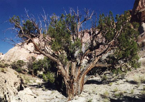 Juniper tree