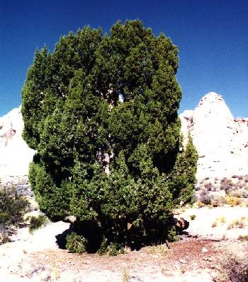 Juniper tree