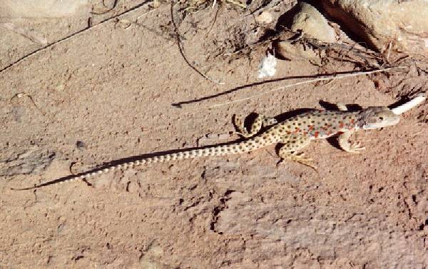 Long-nosed Leopard Lizard